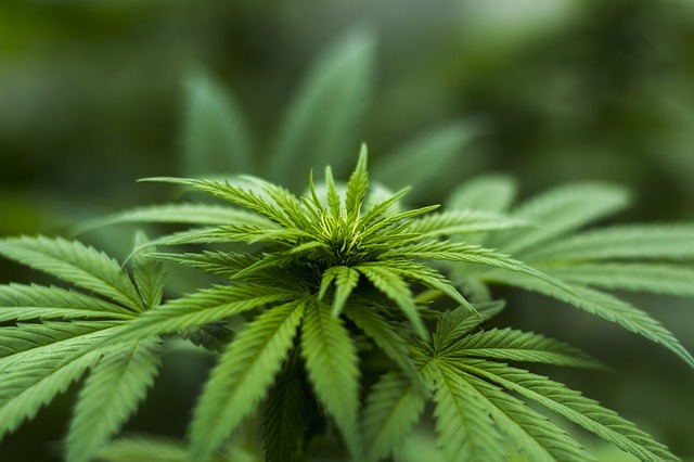 Hemp as displayed in cannabis industry