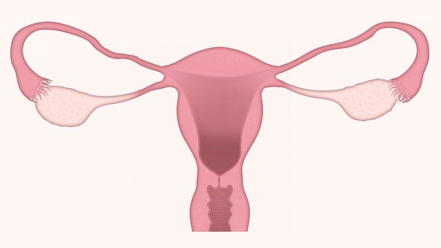 Uterus | Women's Rights