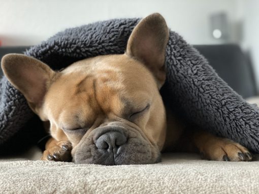 Cute french bulldog sleeping.